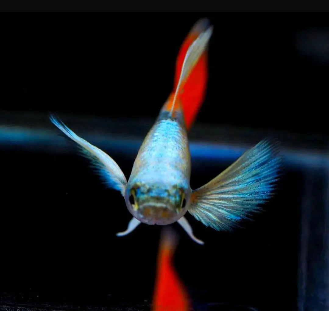 Hochzucht Guppy - 🤍❤️ Santa Claus AquaTimo