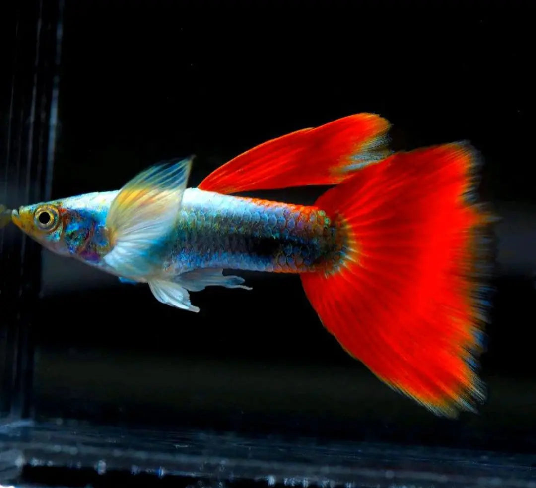 Hochzucht Guppy - 🤍❤️ Santa Claus AquaTimo