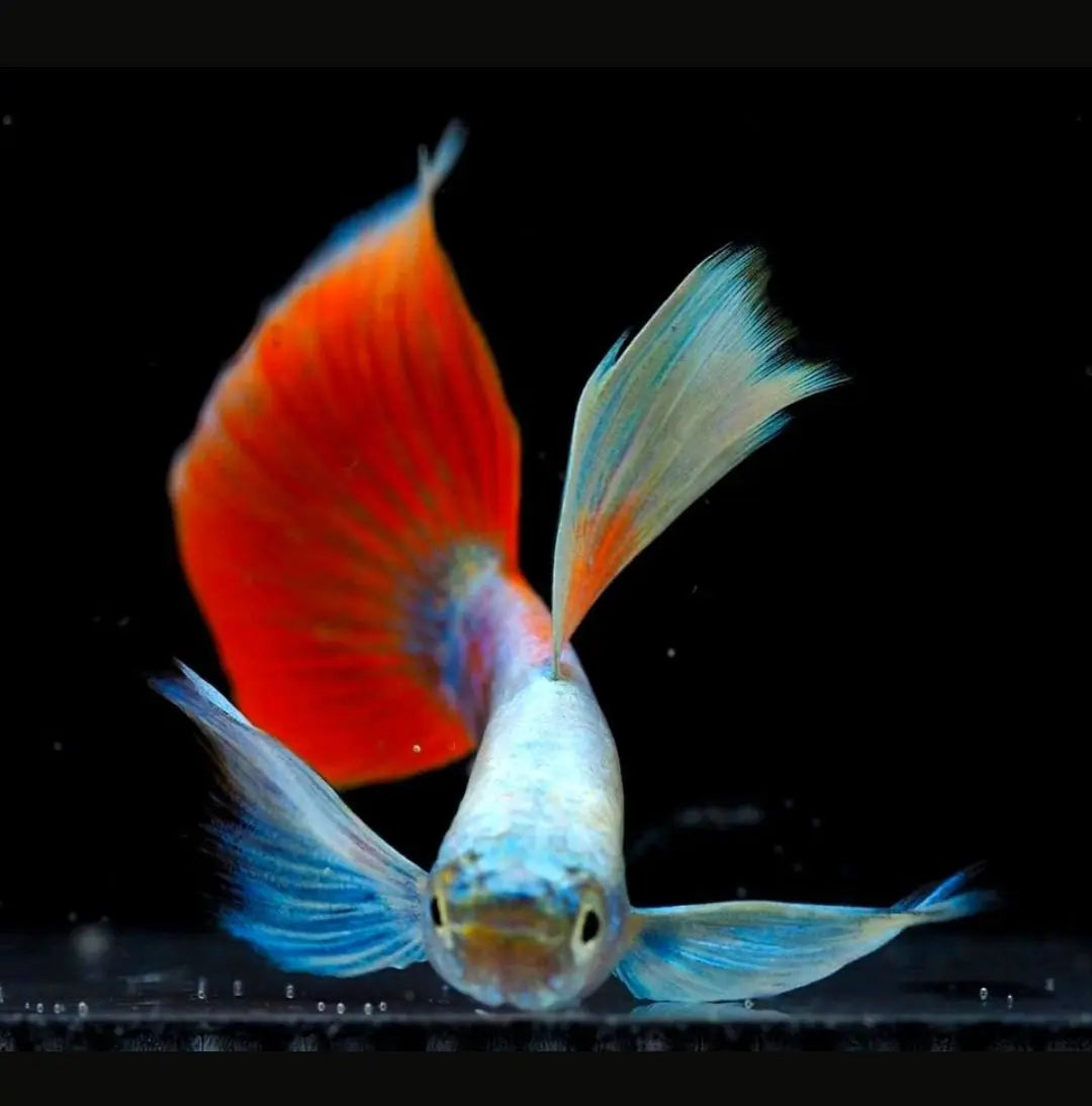 Hochzucht Guppy - 🤍❤️ Santa Claus AquaTimo