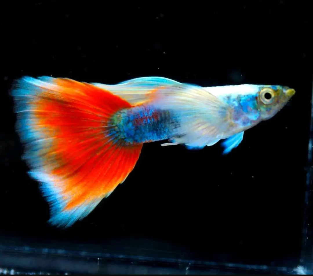 Hochzucht Guppy - 🤍❤️ Santa Claus AquaTimo