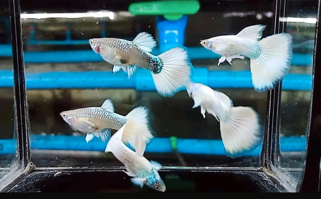 Hochzucht Guppy - Full White