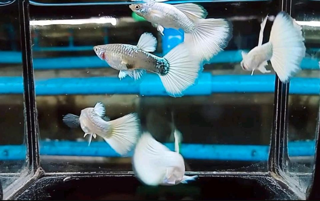 Hochzucht Guppy - Full White