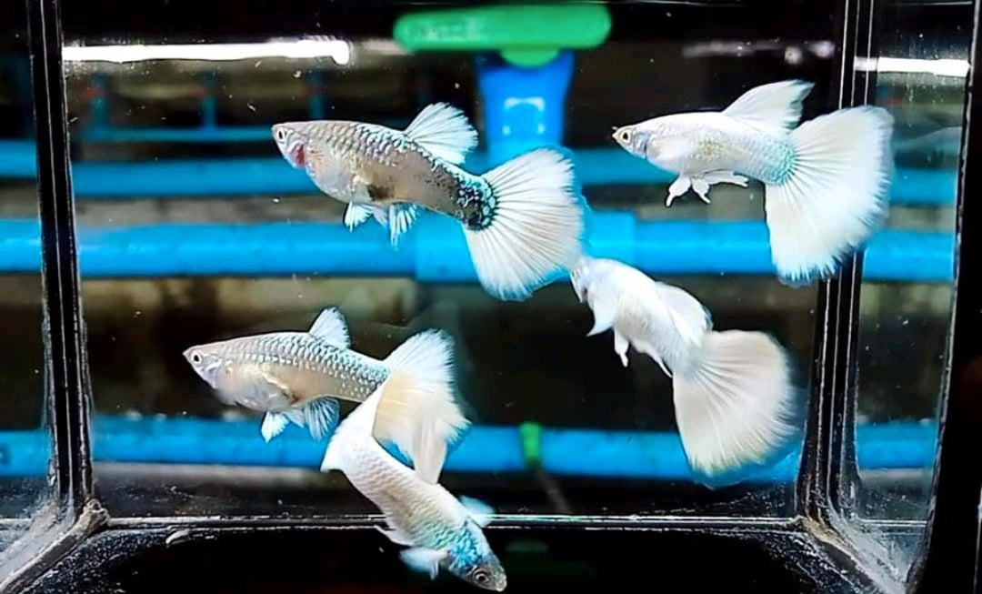 Hochzucht Guppy - Full White