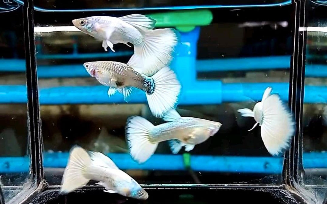 Hochzucht Guppy - Full White