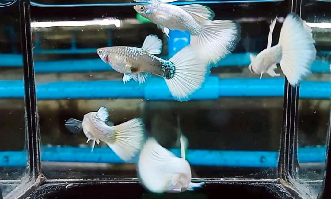 Hochzucht Guppy - Full White