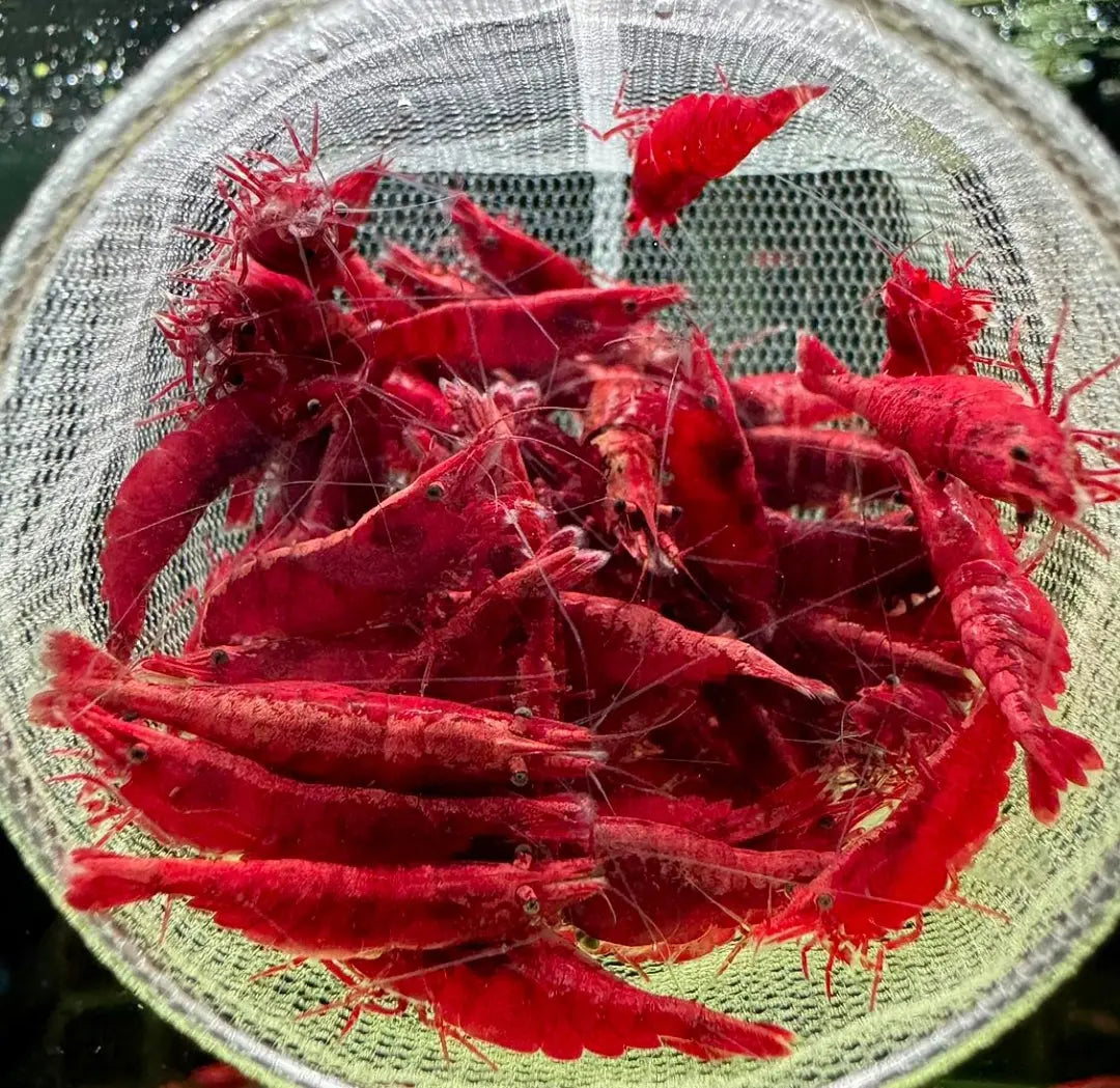 Neocaridina davidi -❤️ Bloody Mary Garnele AquaTimo