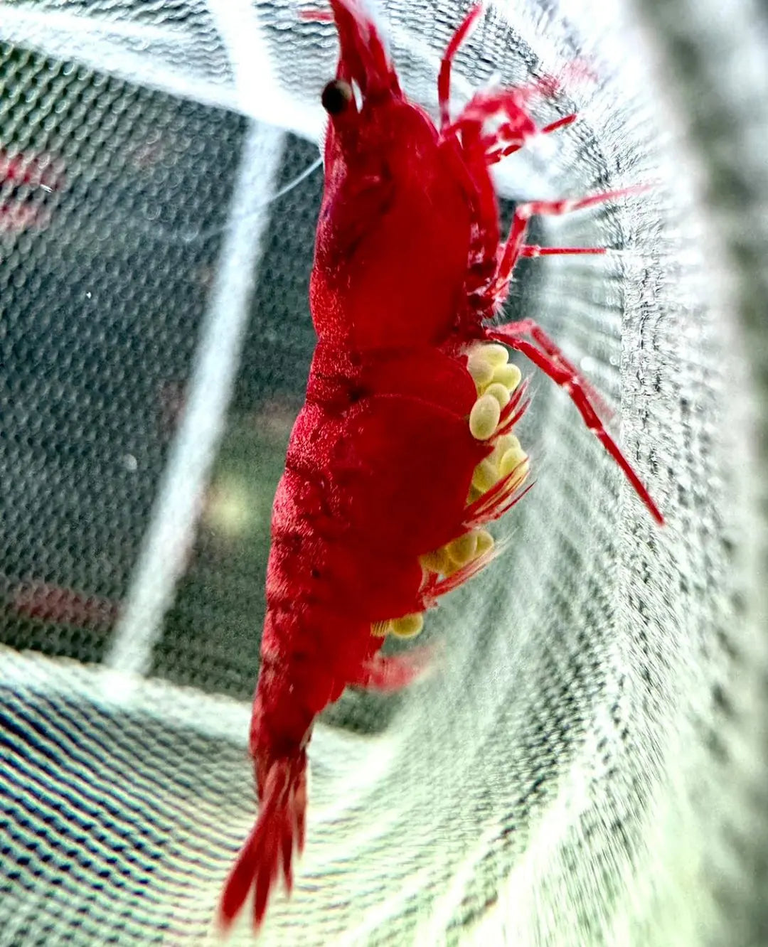 Neocaridina davidi -❤️ Bloody Mary Garnele AquaTimo