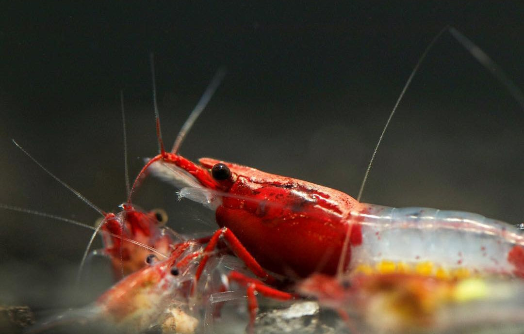 Neocaridina davidi - Red Rili Garnelen