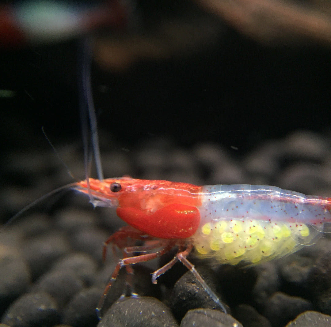 Neocaridina davidi - Red Rili Garnelen