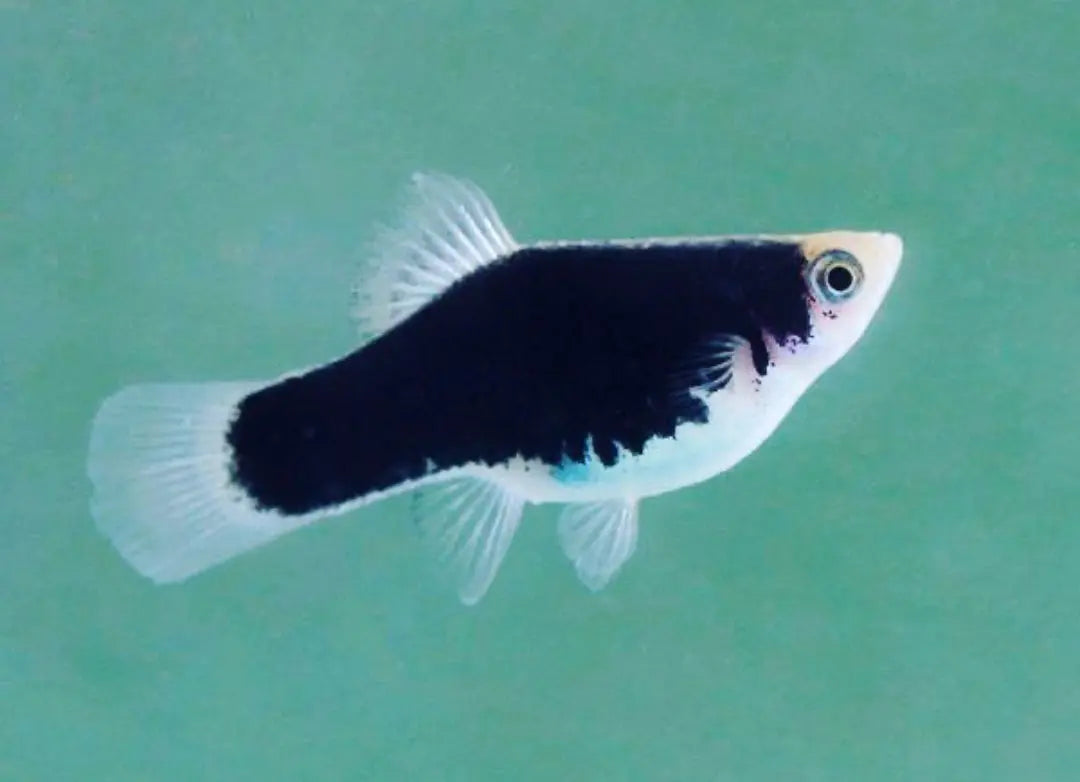 Platy - 💙❤️🧡💛 Wundertüte MIX AquaTimo