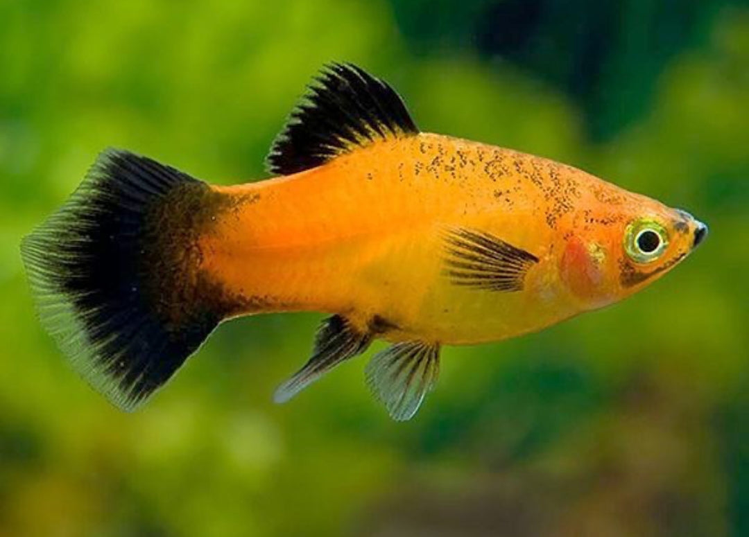 Platy Mix aus Liebevoller aufzucht