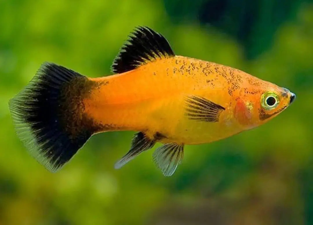 Platy - 💙❤️🧡💛 Wundertüte MIX AquaTimo