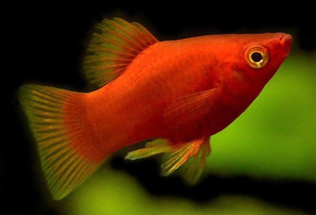 Platy Mix aus Liebevoller aufzucht