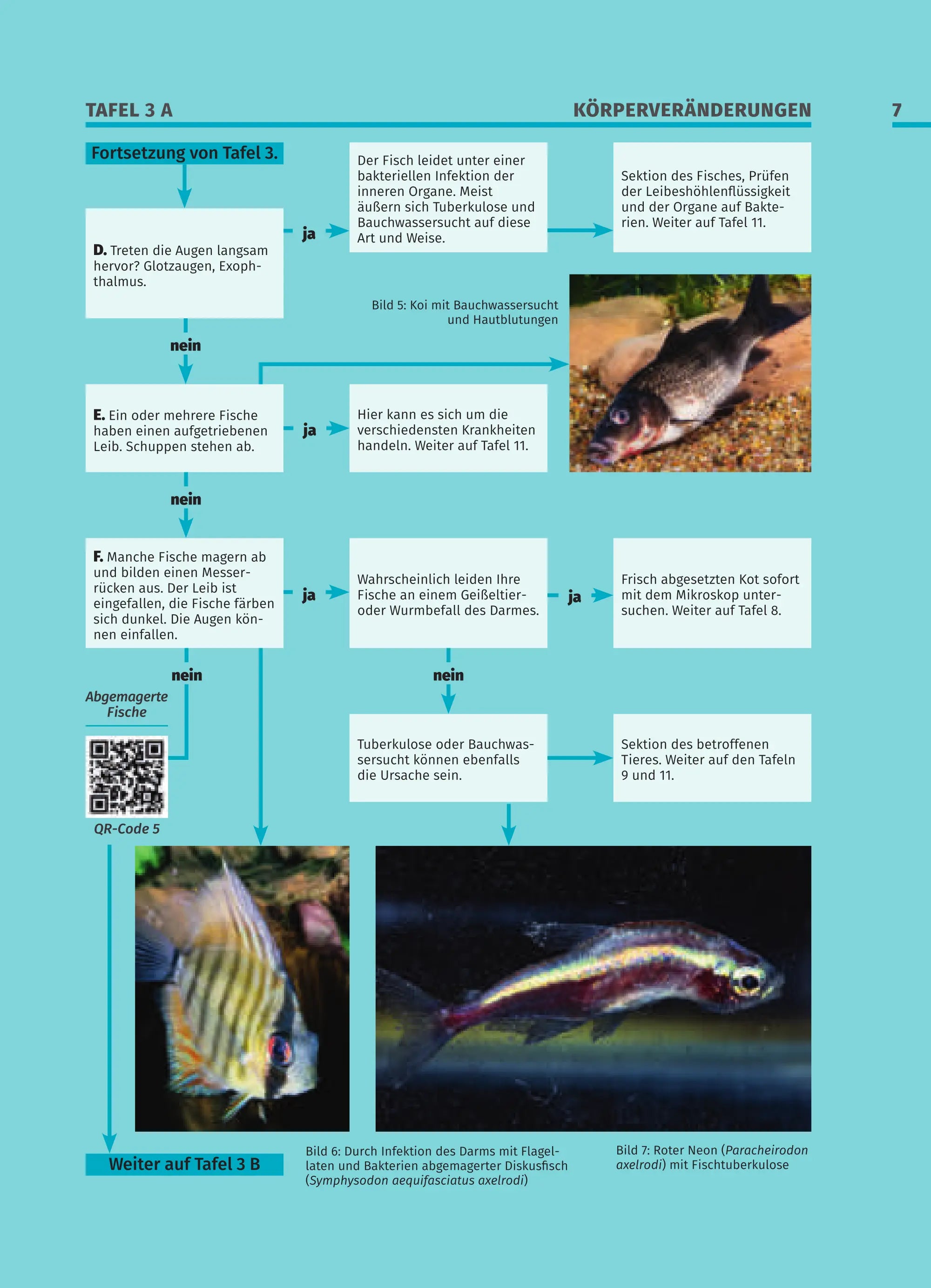 Krankheiten der Zierfische - Buch Dähne Aquaristik