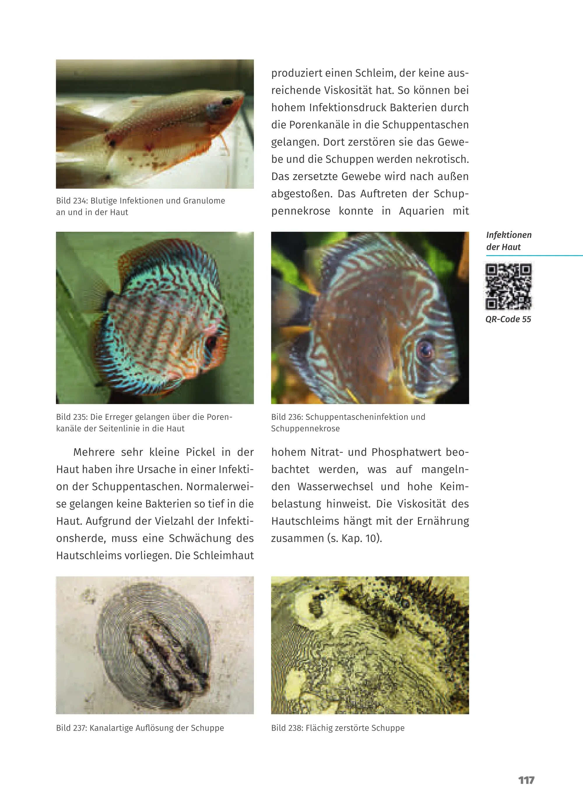 Krankheiten der Zierfische - Buch Dähne Aquaristik