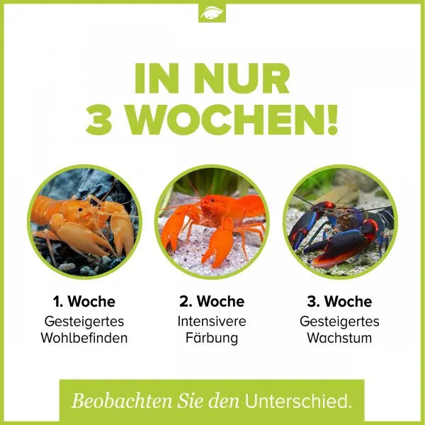 NatureHolic Cheraxfeed Adult: Premium-Futter für deine Papua Krebse ✨ AquaTimo