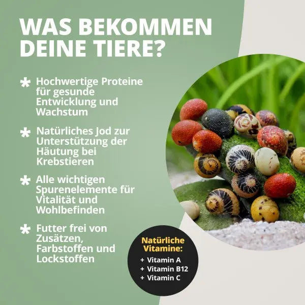 NatureHolic AlgaePlate Algentafel: Der natürliche Rohkost-Snack für deine Garnelen und Schnecken – voller Mineralstoffe und Jod! 🌿 AquaTimo