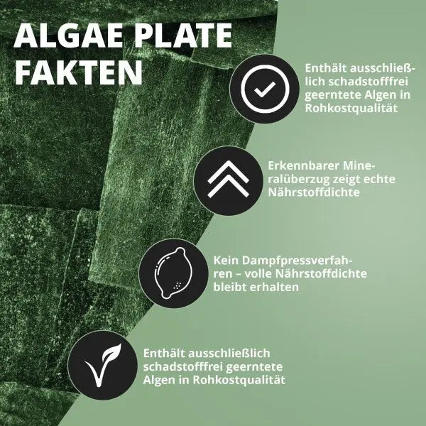 NatureHolic AlgaePlate Algentafel: Der natürliche Rohkost-Snack für deine Garnelen und Schnecken – voller Mineralstoffe und Jod! 🌿 AquaTimo