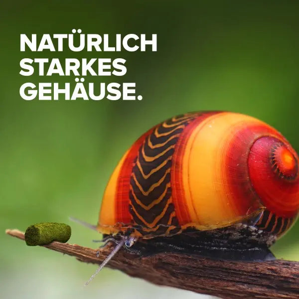NatureHolic Snailfeed Sticks: Die Revolution für deine Aufwuchs fressenden Aquarienschnecken! 🐌💚 AquaTimo