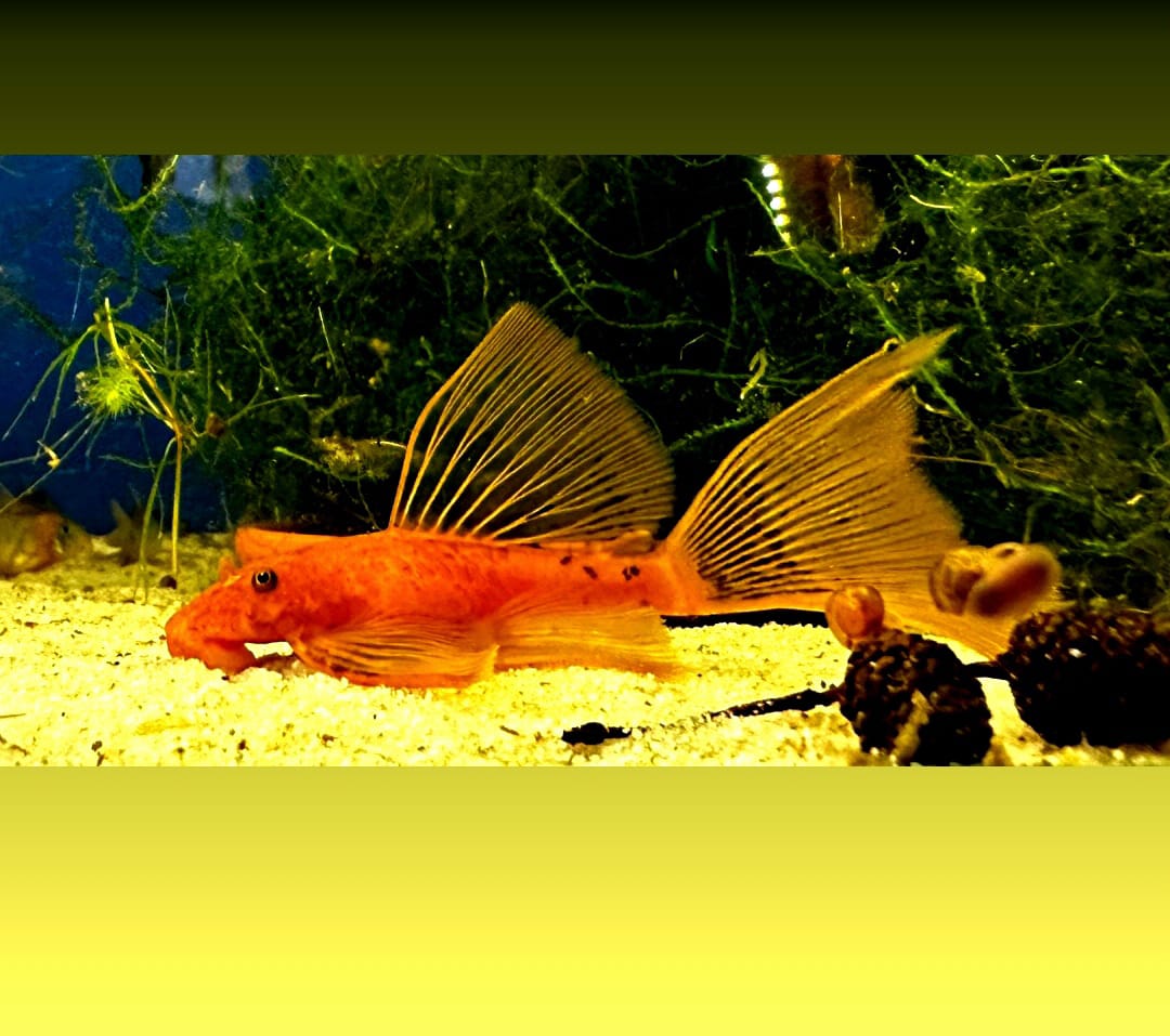 L016 Antennenwels Ancistrus sp. red LongFin - Super Red