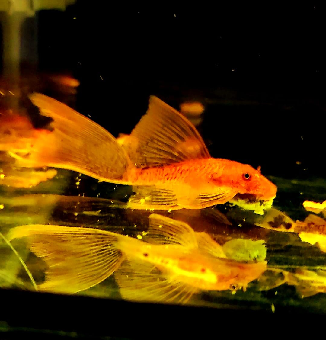 L016 Antennenwels Ancistrus sp. red LongFin - Super Red