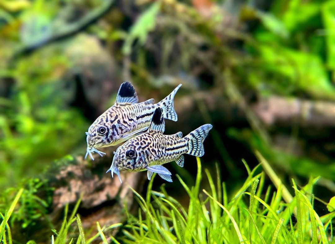 Corydoras Hoplisoma - Juli Panzerwels