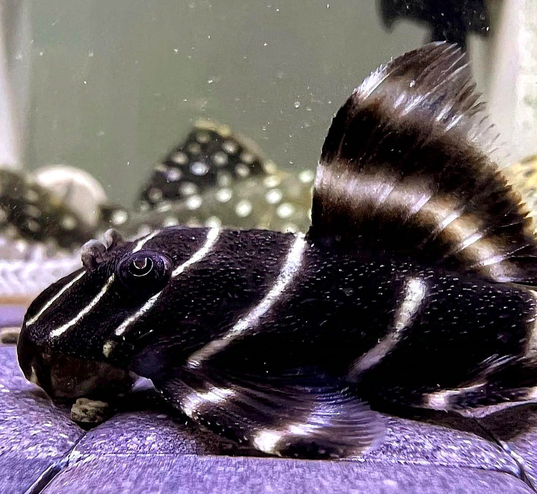 L204 Welse: Ringelsocken-Harnischwels, Panaqolus albivermis "Flash Pleco"