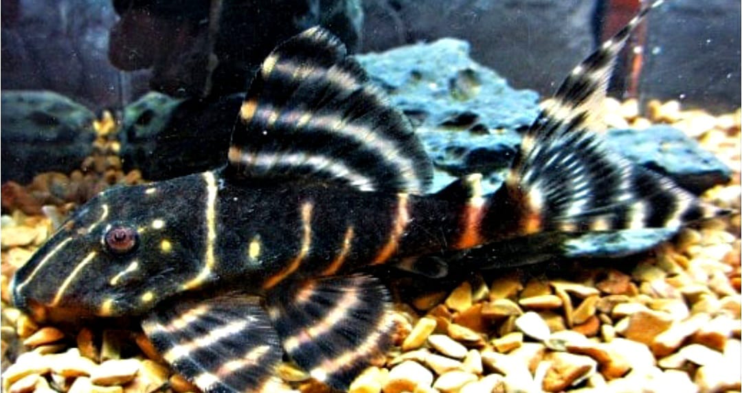 L204 Welse: Ringelsocken-Harnischwels, Panaqolus albivermis "Flash Pleco"