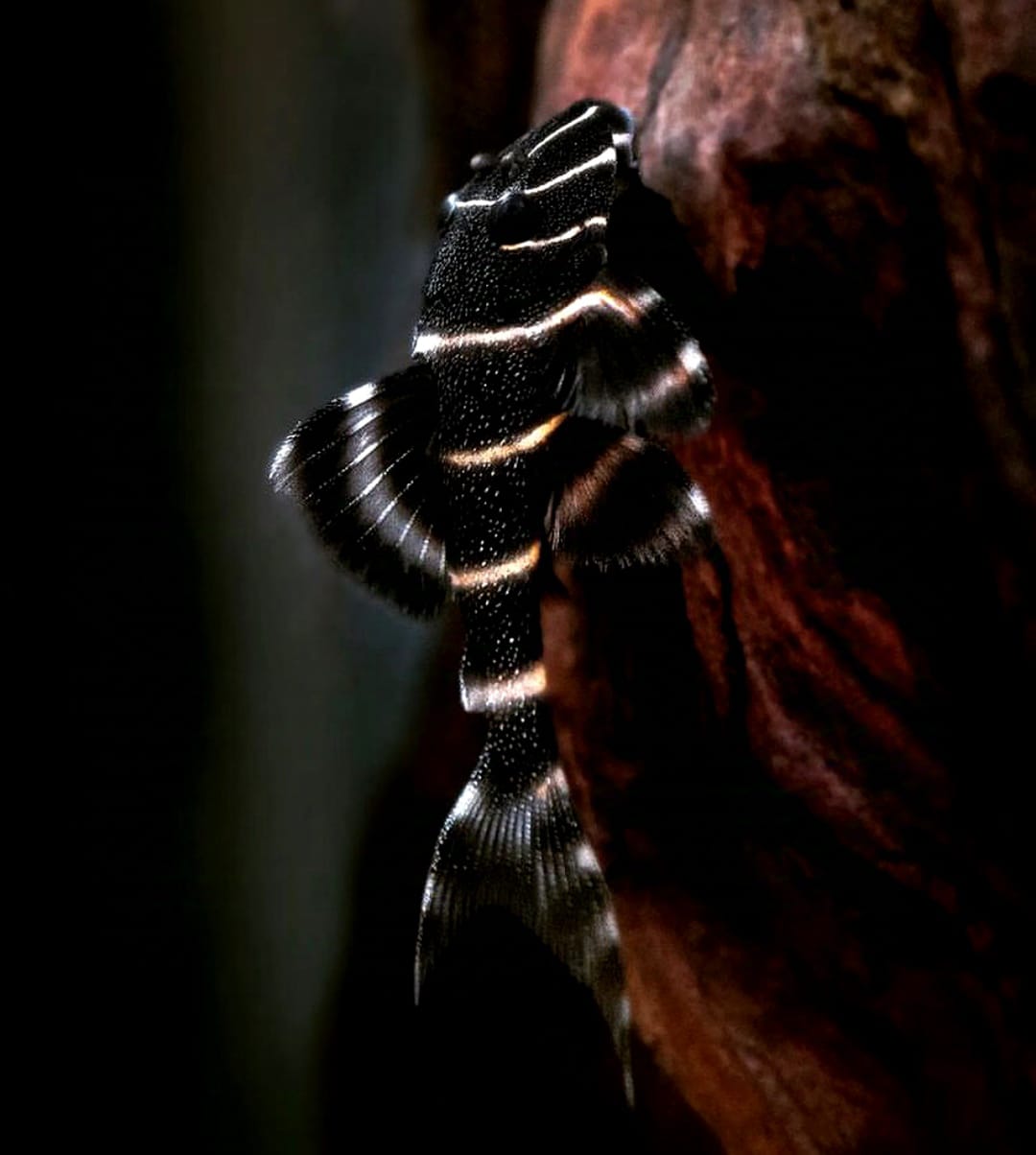 L204 Welse: Ringelsocken-Harnischwels, Panaqolus albivermis "Flash Pleco"