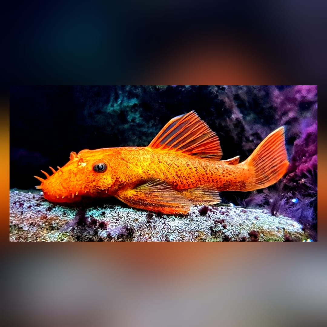 LDA 016 ShortFin Super Red aus Liebevoller Zucht - Antennenwels Ancistrus sp.
