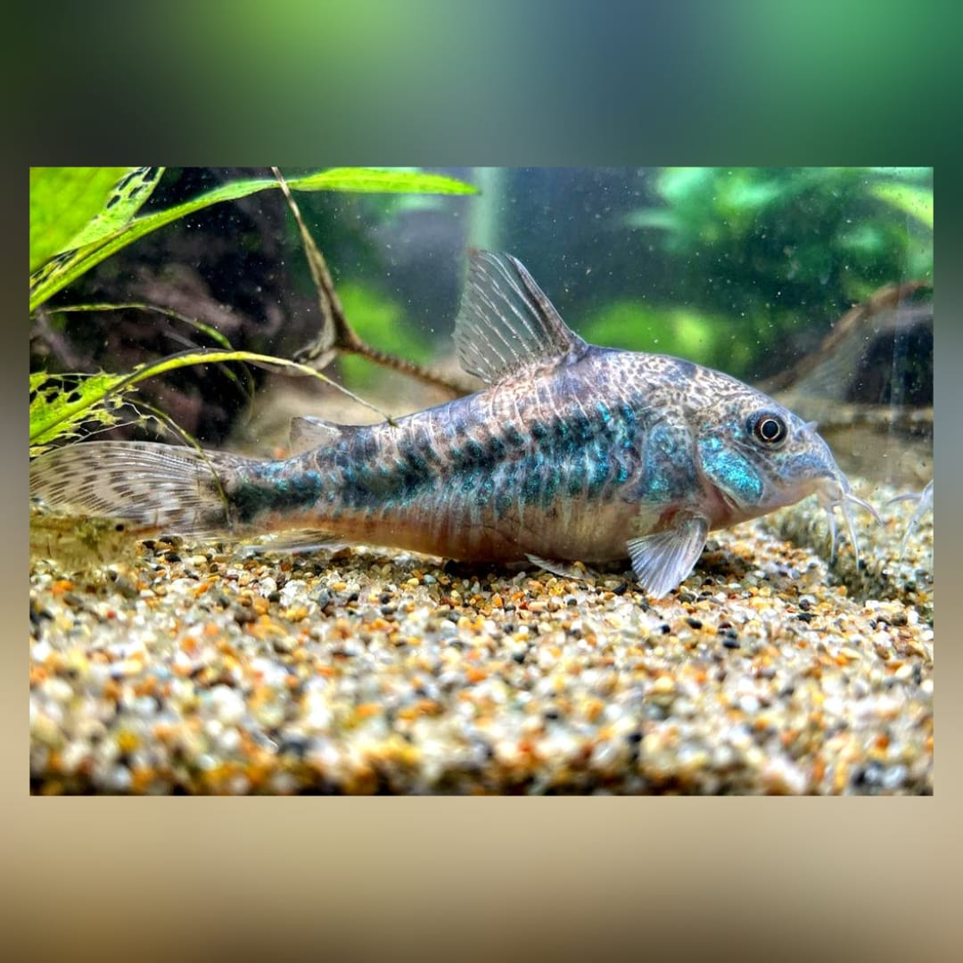 Corydoras Paleatus - Marmorierter Panzerwels