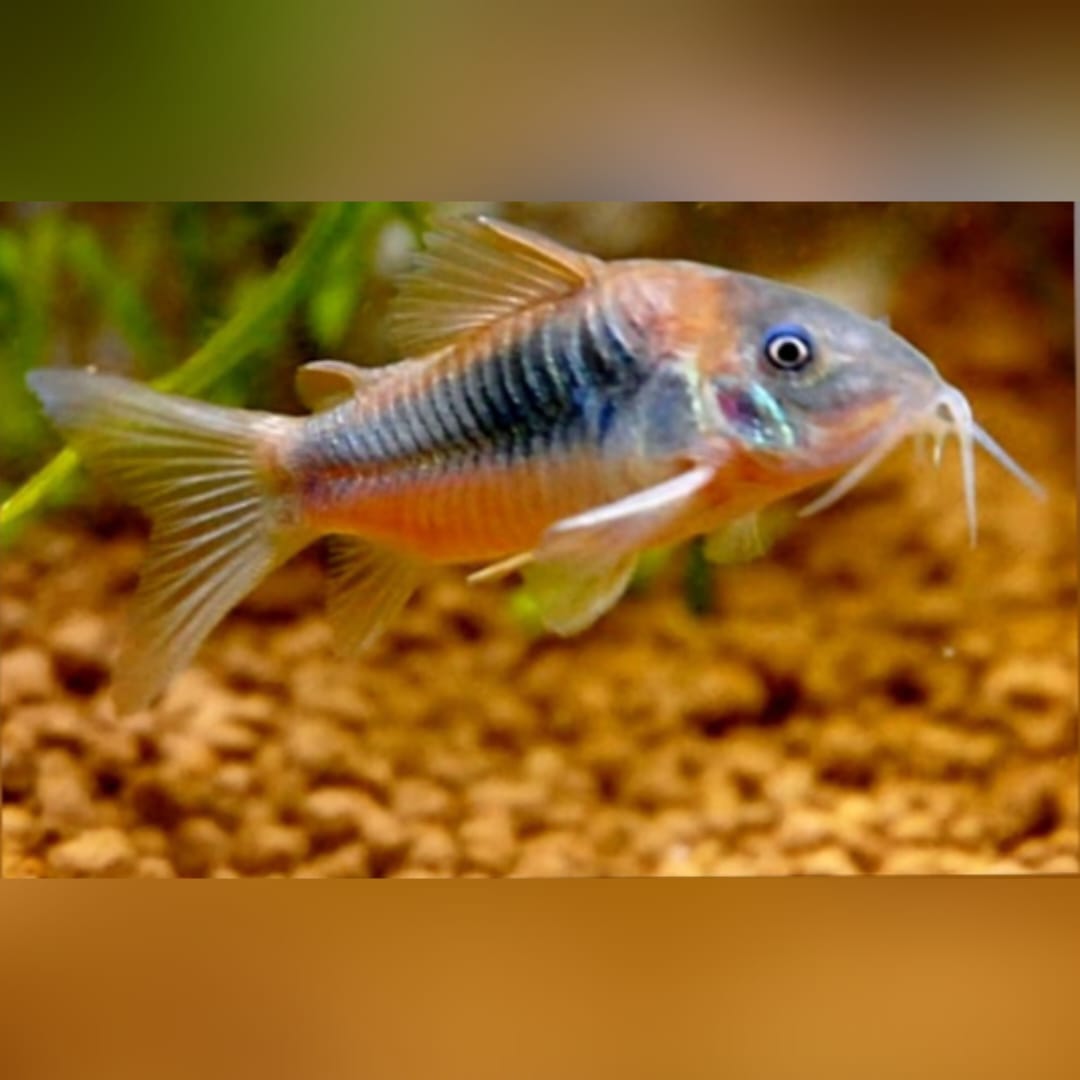 Corydoras aeneus - Metallpanzerwelse