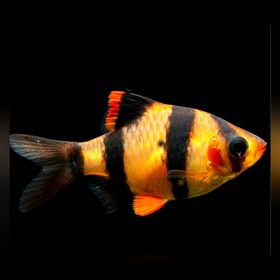 Sumatrabarbe "Natur" - đ§ĄPuntigrus cf. tetrazona AquaTimo