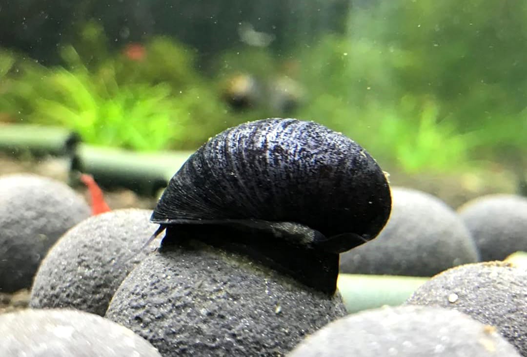 Neritina pulligera - Anthrazit Napfschnecke