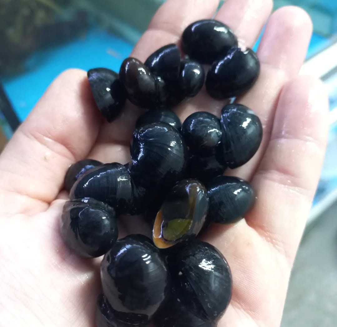 Neritina pulligera - Anthrazit Napfschnecke