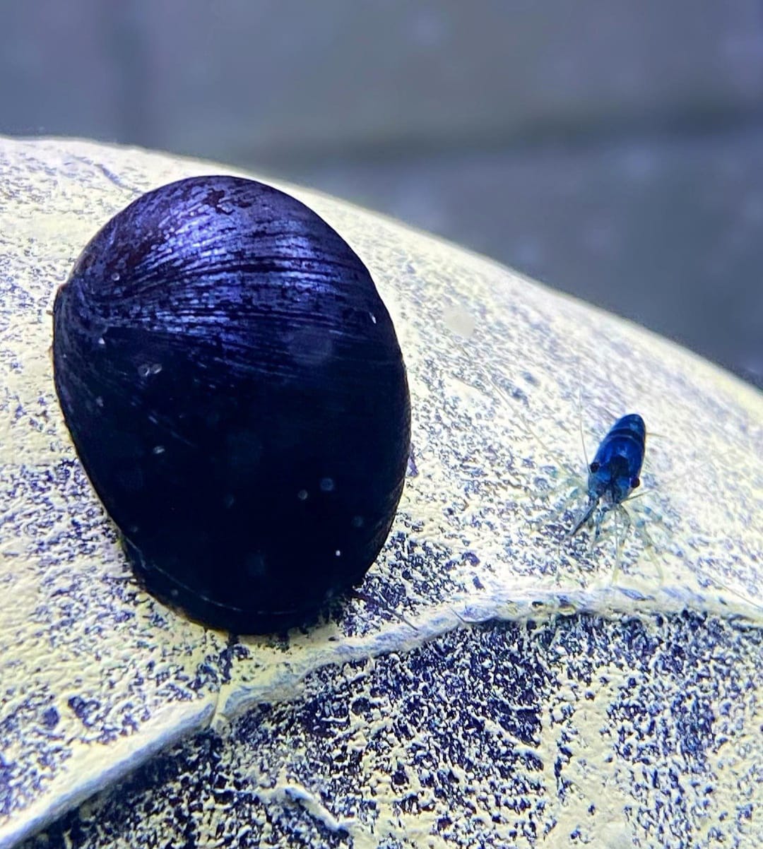 Neritina pulligera - Anthrazit Napfschnecke