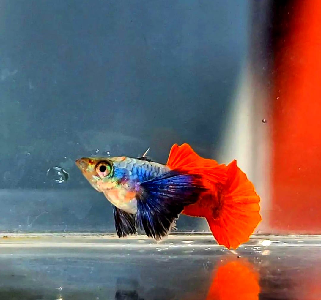 Hochzucht Guppy - Red Dumbo