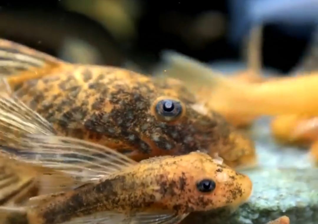 Ancistrus Schildpatt - Red/Black LongFin Welse