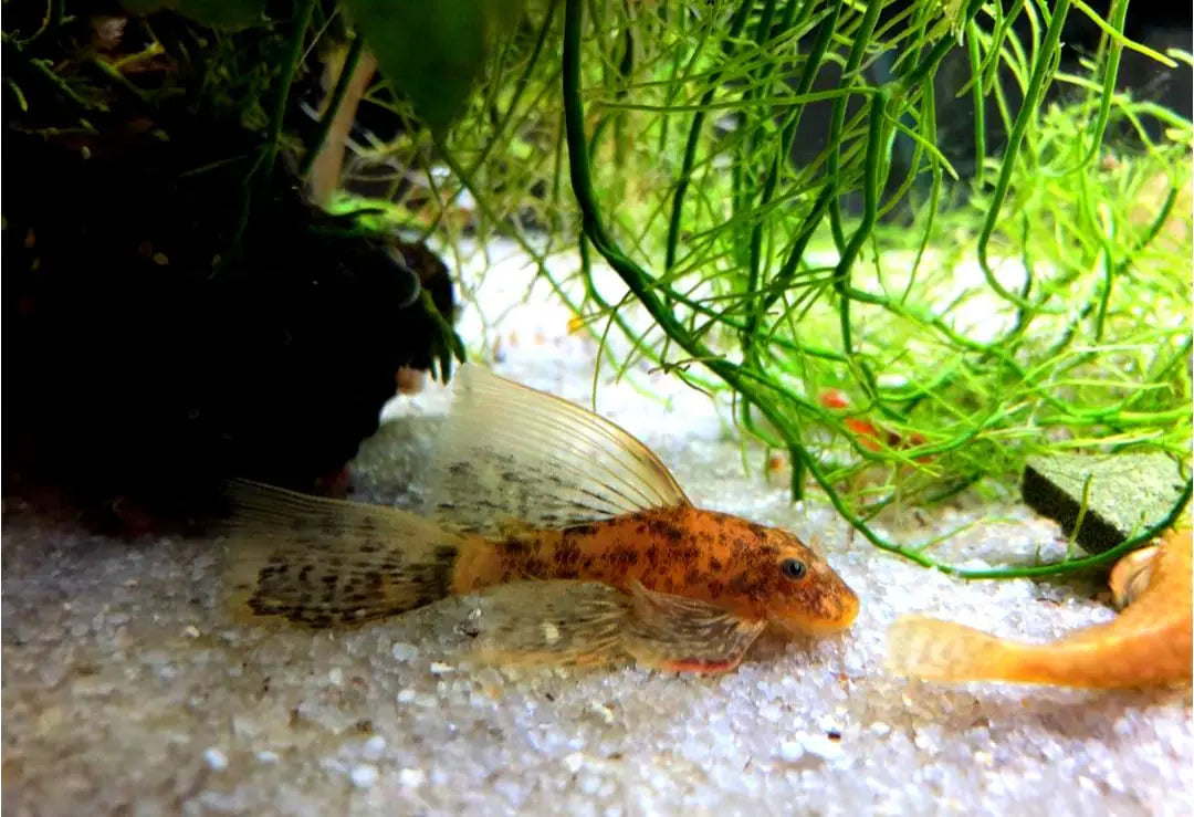 Ancistrus Schildpatt - Red/Black LongFin Welse AquaTimo