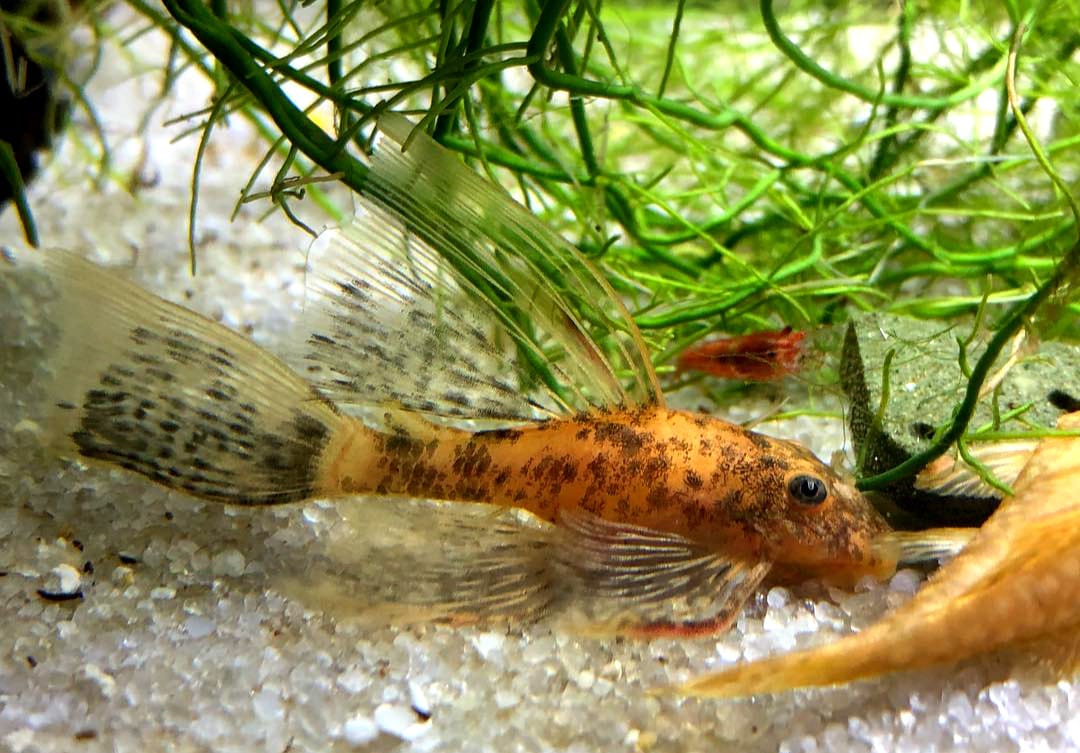 Ancistrus Schildpatt - Red/Black LongFin Welse