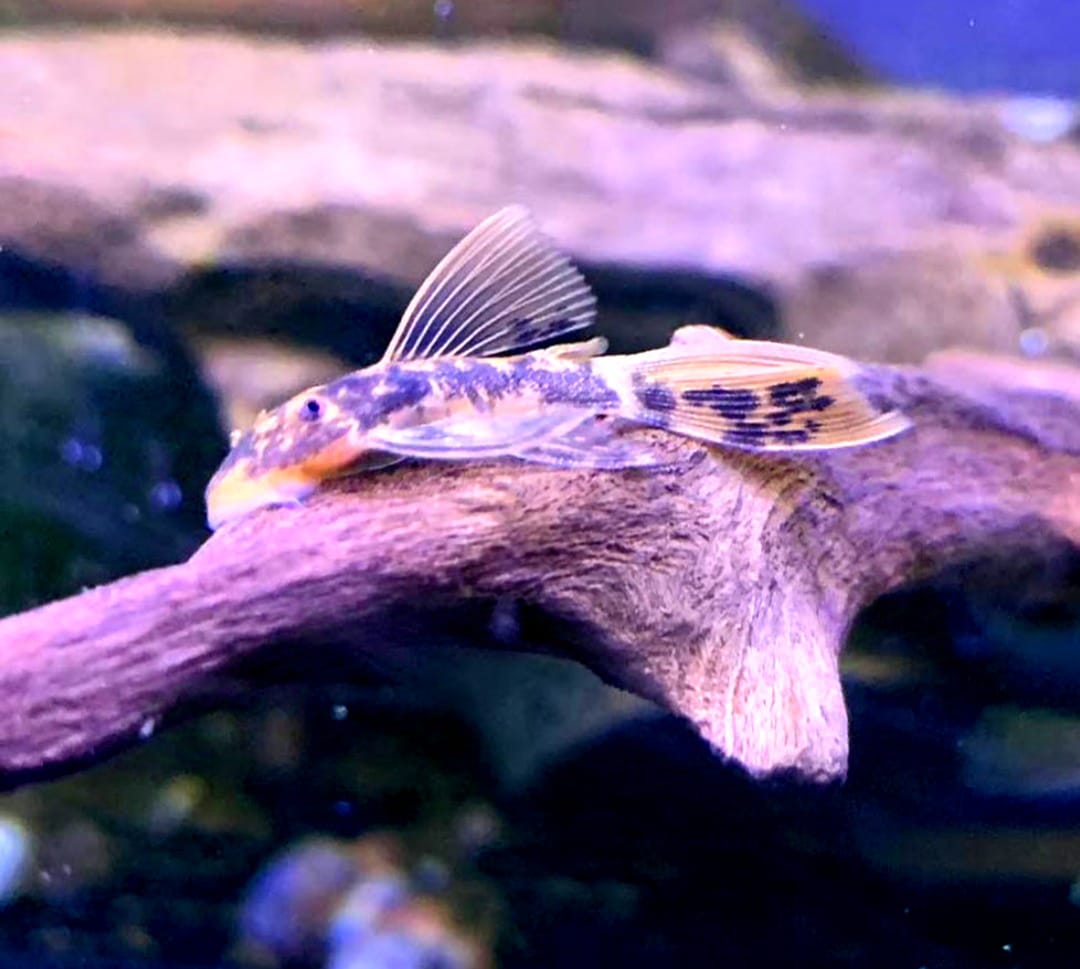 Ancistrus Schildpatt - Red/Black LongFin Welse