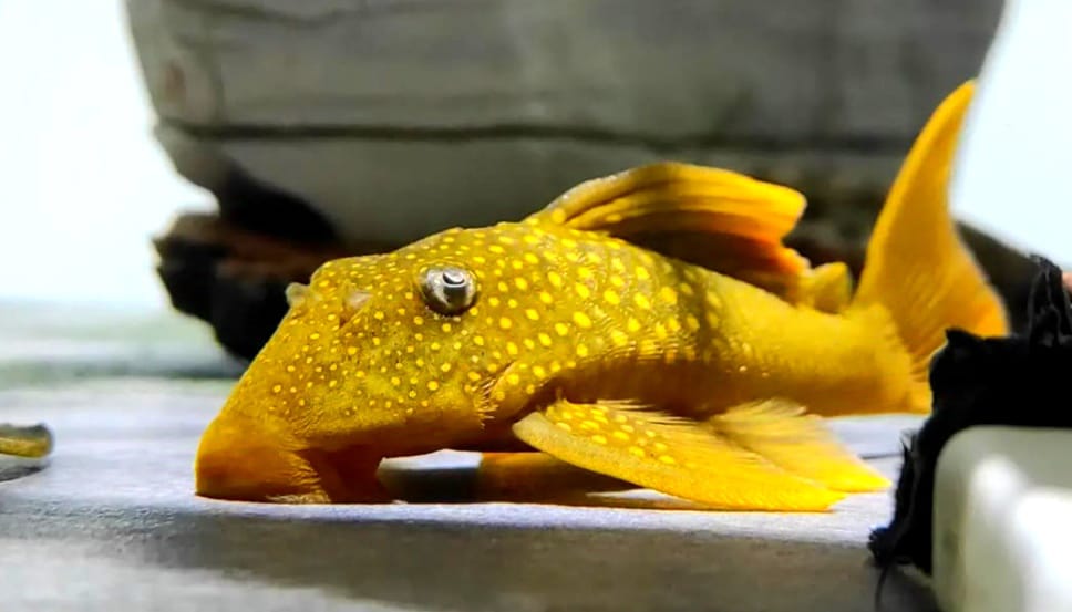 L200a Gelber Phantomwels High fin Baryancistrus demantoides ca 8-10 cm