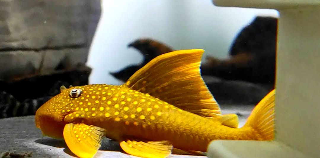 L200a Gelber Phantomwels High fin Baryancistrus demantoides ca 8-10 cm