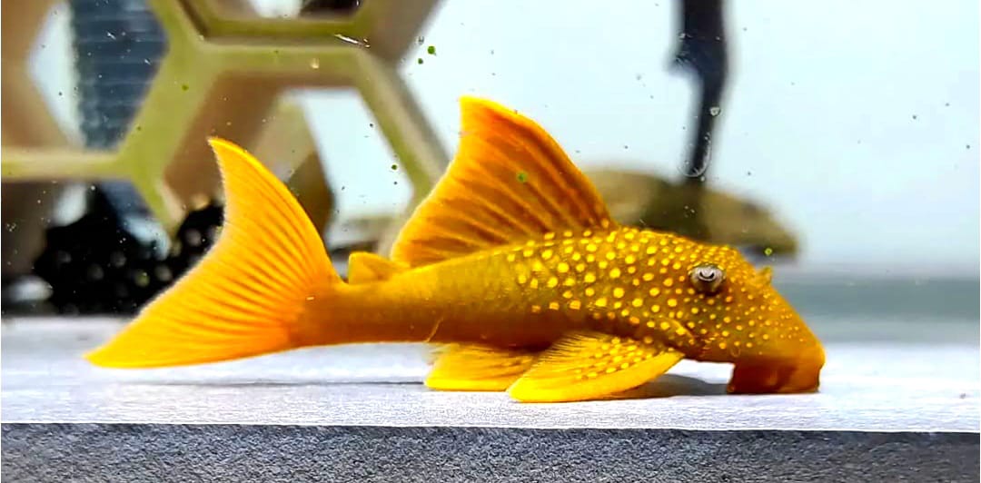 L200a Gelber Phantomwels High fin Baryancistrus demantoides ca 8-10 cm