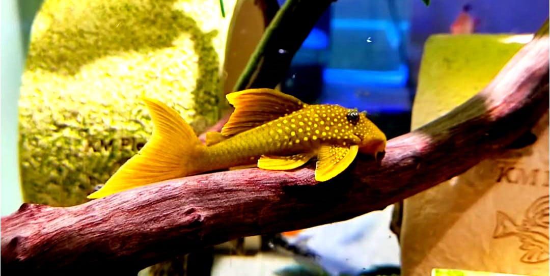 L200a Gelber Phantomwels High fin Baryancistrus demantoides ca 8-10 cm