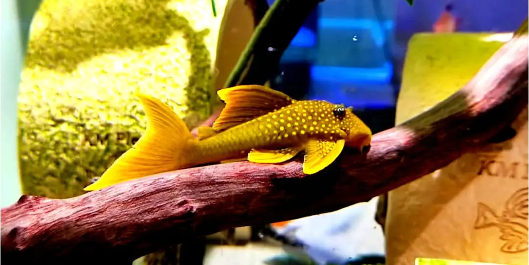 L200a Gelber Phantomwels High fin Baryancistrus demantoides ca 8-10 cm AquaTimo