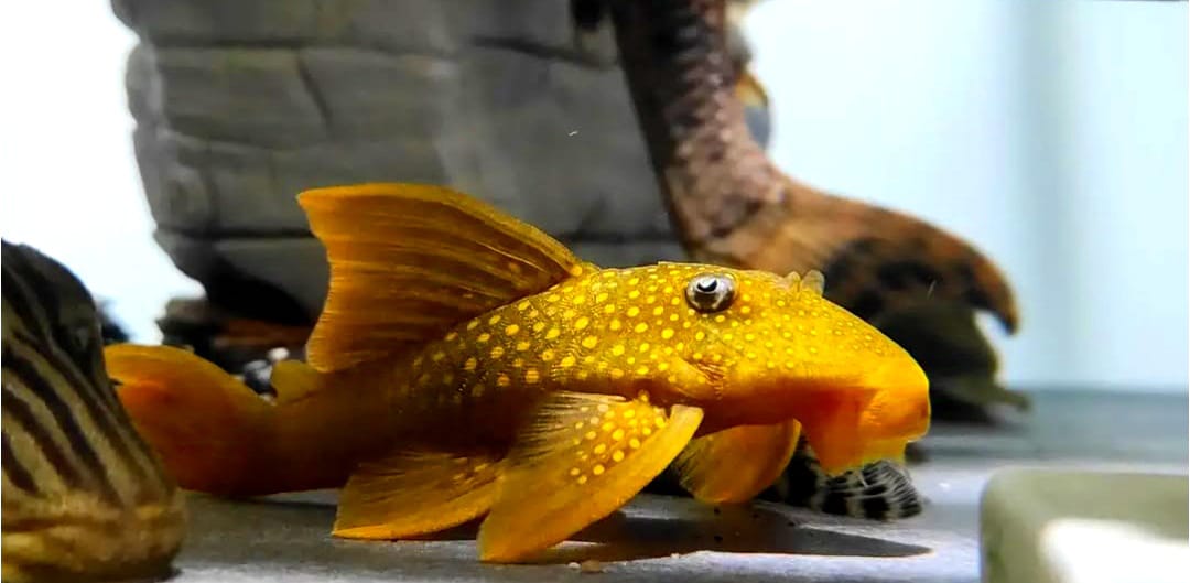 L200a Gelber Phantomwels High fin Baryancistrus demantoides ca 8-10 cm