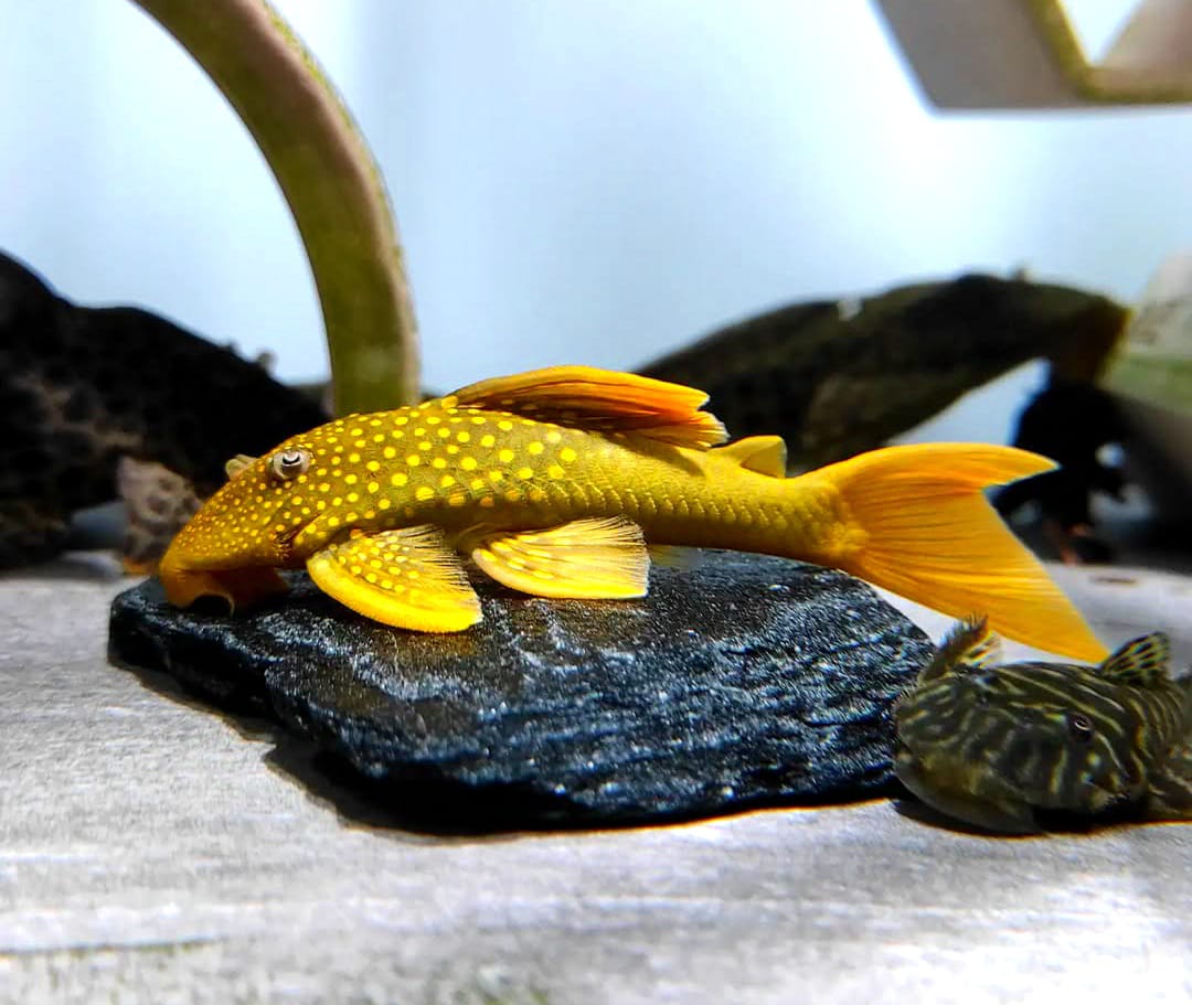 L200a Gelber Phantomwels High fin Baryancistrus demantoides ca 8-10 cm