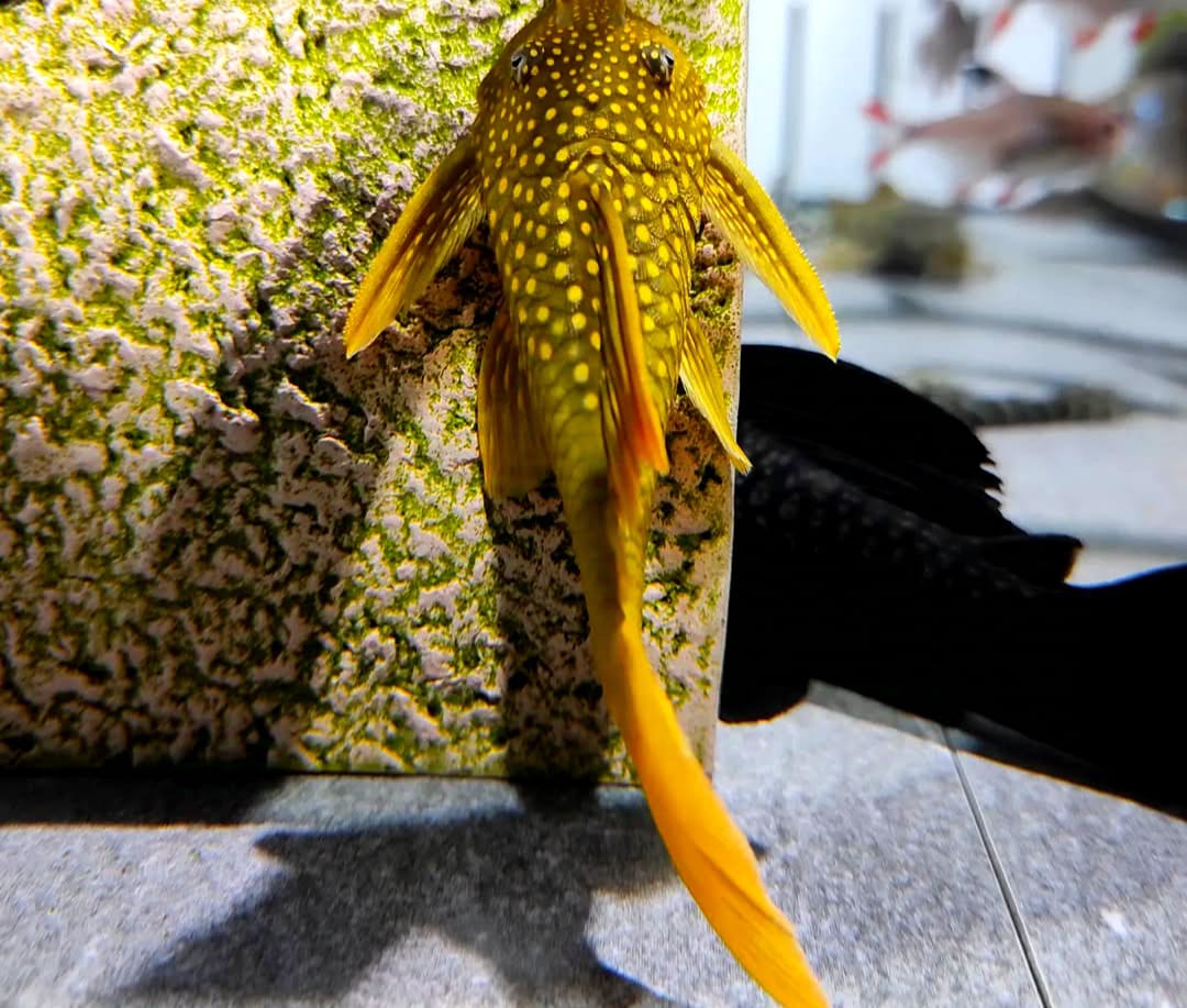 L200a Gelber Phantomwels High fin Baryancistrus demantoides ca 8-10 cm
