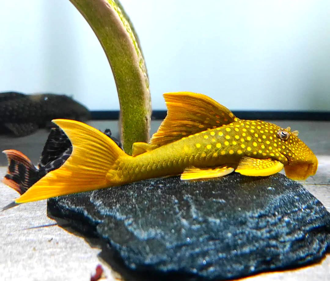 L200a Gelber Phantomwels High fin Baryancistrus demantoides ca 8-10 cm